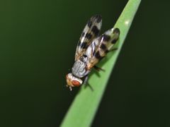 Melieria crassipennis